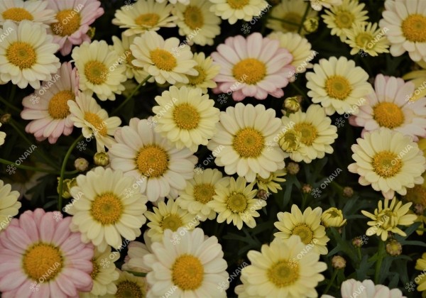 Argyranthemum frutescens Aramis Apricot