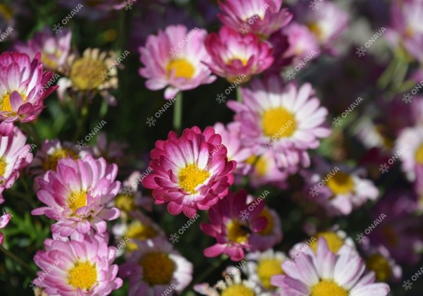 Argyranthemum frutescens Aramis Bicolor Rose