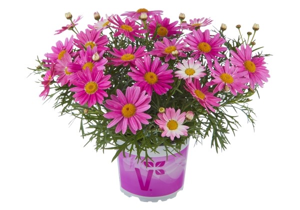 Argyranthemum frutescens Aramis Girly Pink