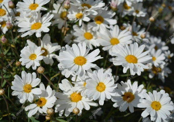 Argyranthemum frutescens Aramis Giga White