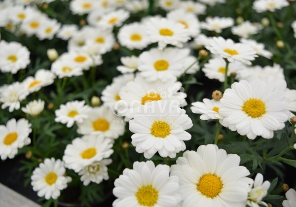 Argyranthemum frutescens Aramis Milk
