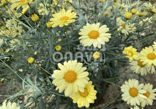 Argyranthemum frutescens Aramis Lemon