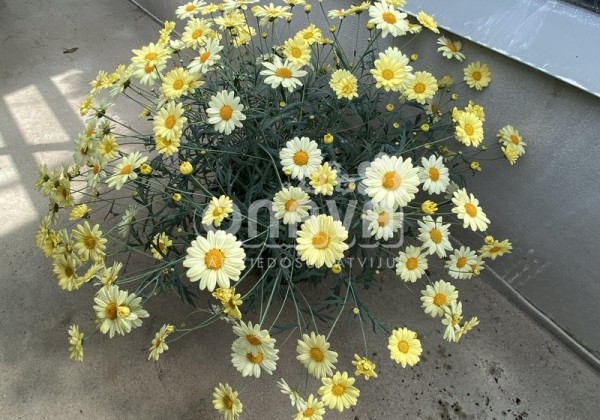 Argyranthemum frutescens Aramis Lemon