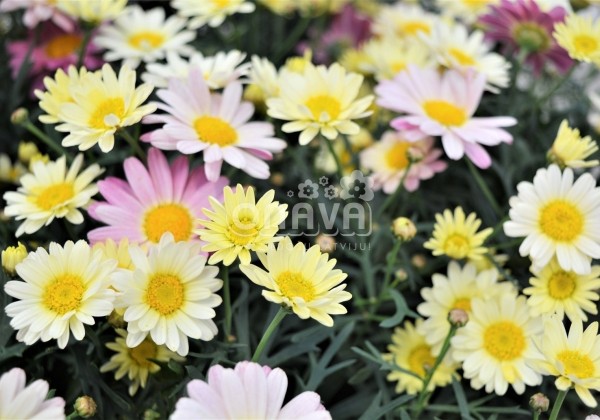 Argyranthemum frutescens Aramis Lemon & Pink