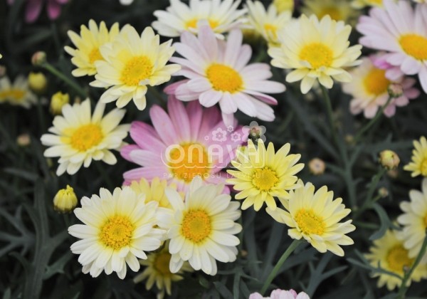 Argyranthemum frutescens Aramis Lemon & Pink