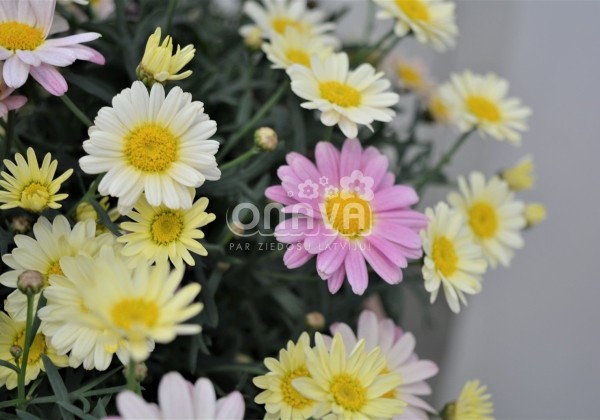 Argyranthemum frutescens Aramis Lemon & Pink
