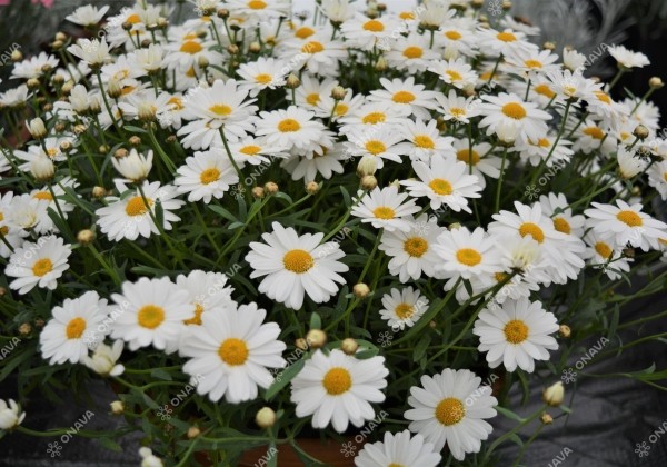 Argyranthemum frutescens Aramis Mega White