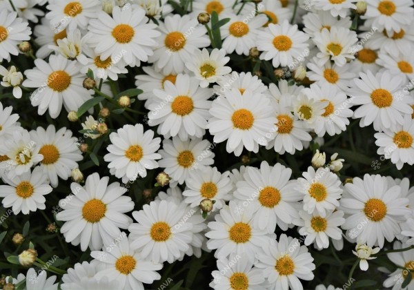 Argyranthemum frutescens Aramis Mega White