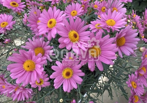 Argyranthemum frutescens Aramis Pink Eye