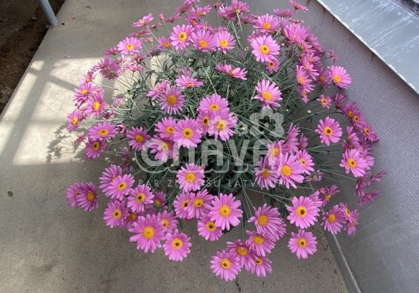 Argyranthemum frutescens Aramis Pink Eye