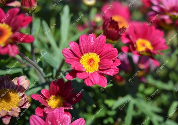 Argyranthemum frutescens Aramis Red