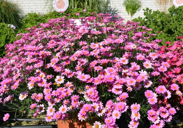 Argyranthemum frutescens Aramis Classic Rose