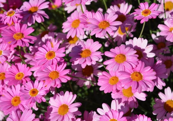 Argyranthemum frutescens Aramis Classic Rose