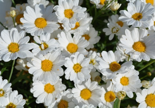 Argyranthemum frutescens Aramis Snow