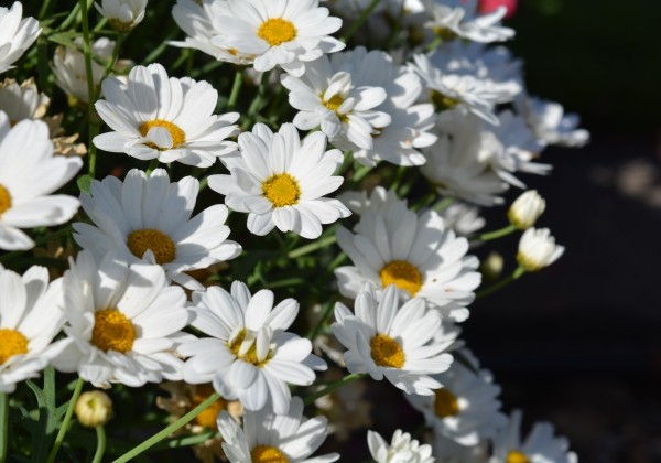 Argyranthemum frutescens Aramis Snow