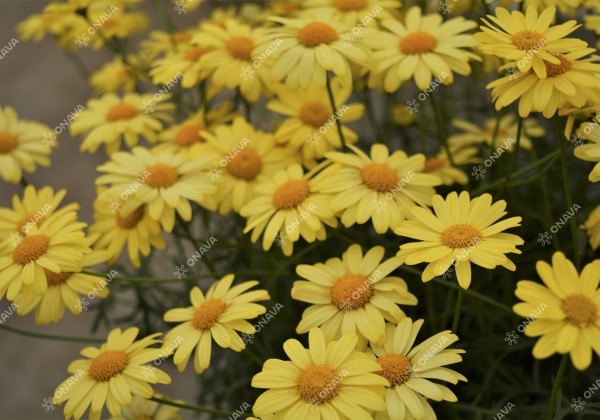 Argyranthemum frutescens Aramis Sun