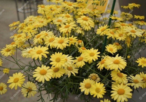 Argyranthemum frutescens Aramis Sun