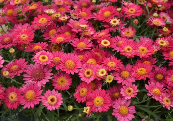Argyranthemum frutescens Aramis Velvet Red