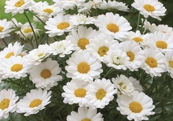 Argyranthemum frutescens Aramis White
