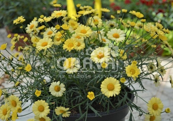 Argyranthemum frutescens Aramis Yellow