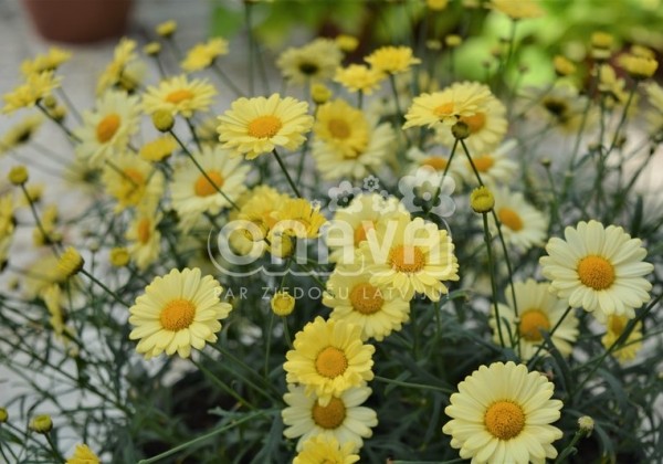 Argyranthemum frutescens Aramis Yellow