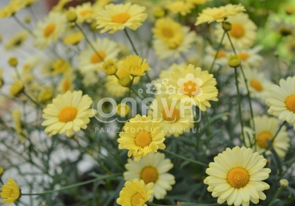 Argyranthemum frutescens Aramis Yellow