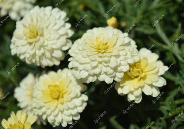 Argyranthemum frutescens Aramis Double Primrose