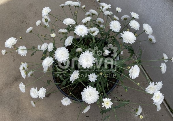 Argyranthemum frutescens Aramis Double White