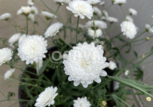 Argyranthemum frutescens Aramis Double White