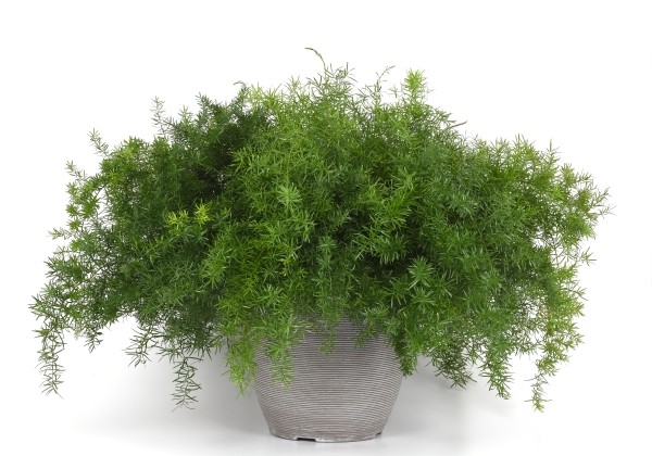 Asparagus densiflorus Frizz