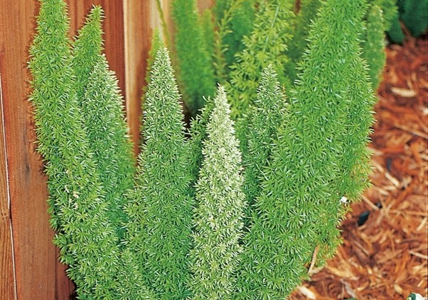 Asparagus densiflorus Meyeri