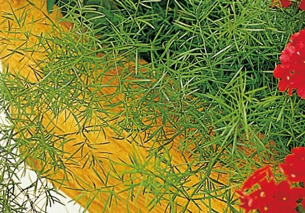 Asparagus densiflorus Sprengeri
