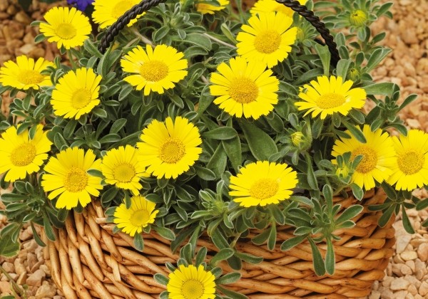 Asteriscus maritimus Collis