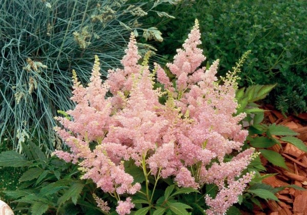 Astilbe arendsii Astary Pink Shades