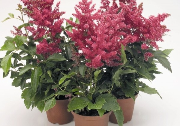 Astilbe arendsii Astary Rose