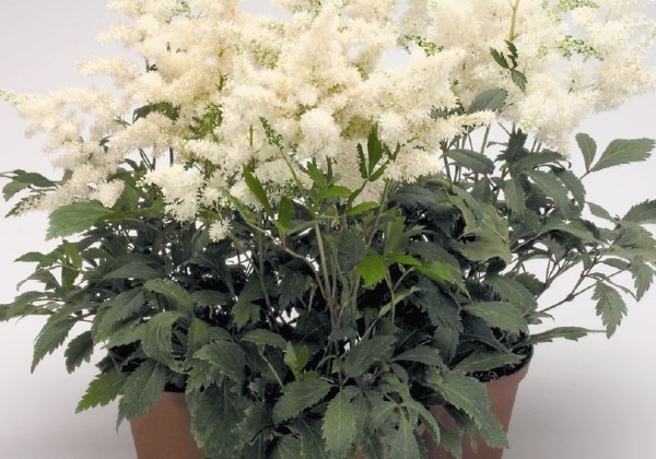 Astilbe arendsii Astary White