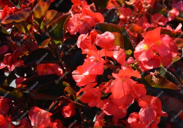 Begonia benariensis Big Red with Bronze Leaf