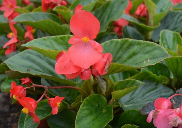 Begonia benariensis Big Red with Green Leaf