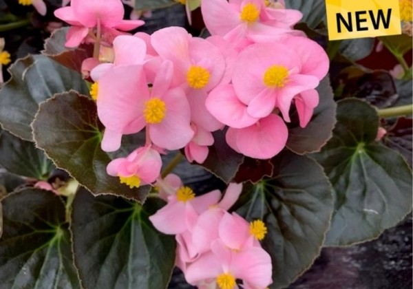 Begonia benariensis Big Soft Pink with Bronze Leaf