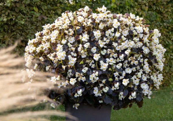 Begonia benariensis Big White with Bronze Leaf