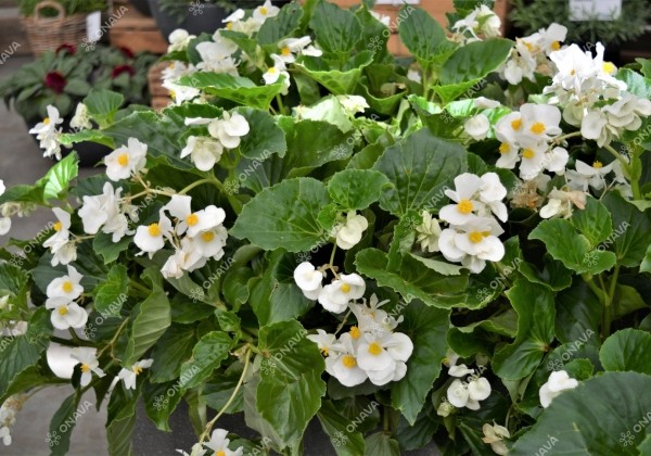 Begonia benariensis Big White with Green Leaf