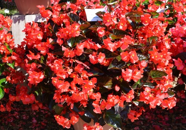 Begonia benariensis Big DeluXXe Red with Bronze Leaf