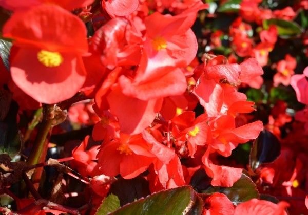 Begonia benariensis Big DeluXXe Red with Bronze Leaf