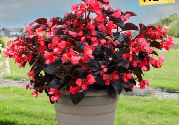 Begonia benariensis Big DeluXXe Rose Espresso