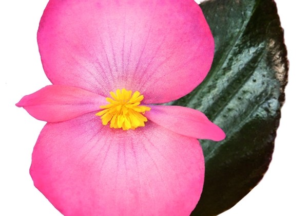 Begonia benariensis Big DeluXXe Salmon Bronze Leaf