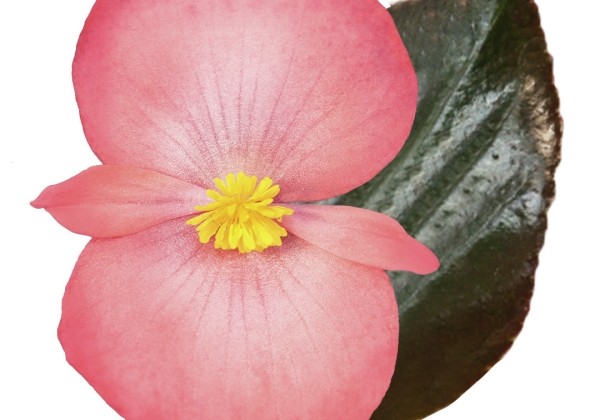 Begonia benariensis Big DeluXXe Salmon Bronze Leaf