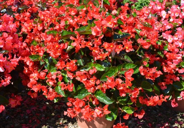 Begonia benariensis Big DeluXXe Red with Green Leaf