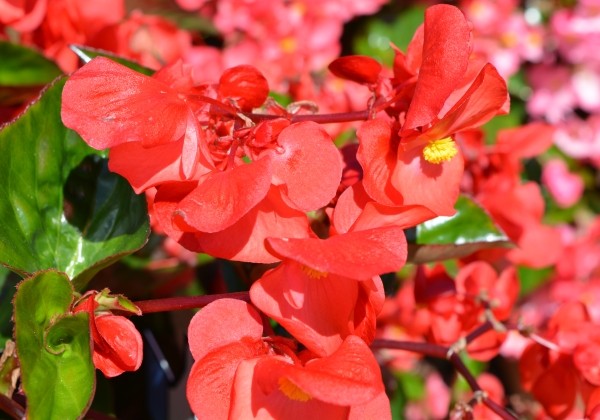 Begonia benariensis Big DeluXXe Red with Green Leaf