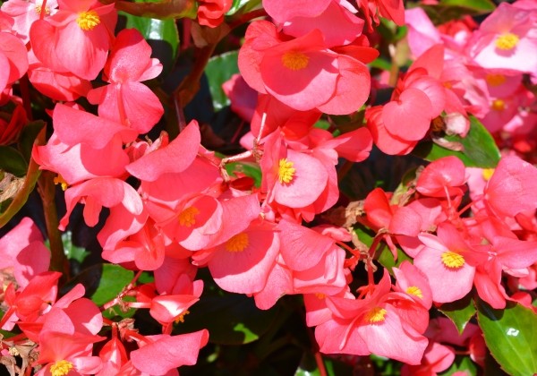 Begonia benariensis Big DeluXXe Rose with Green Leaf