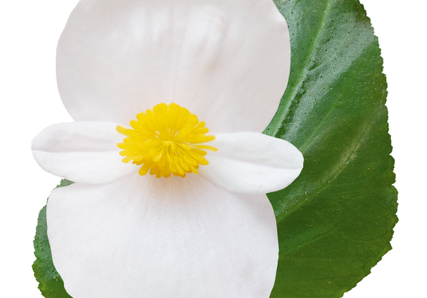 Begonia benariensis Big DeluXXe White Green Leaf